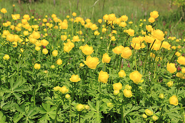 Image showing Globeflower