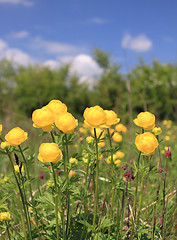 Image showing Globeflower