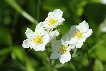 Image showing Woodland strawberry