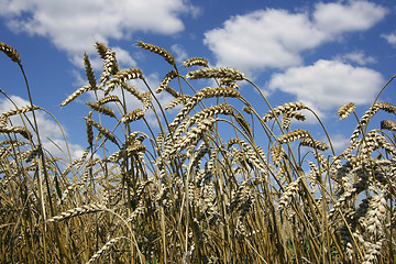 Image showing Wheat