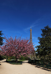 Image showing Spring in Paris