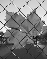 Image showing Black and white leaf under net