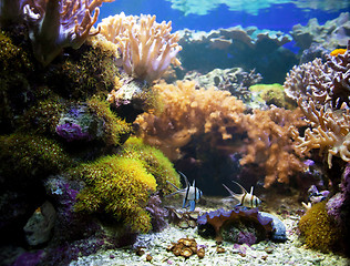 Image showing Underwater life. Coral reef, fish.