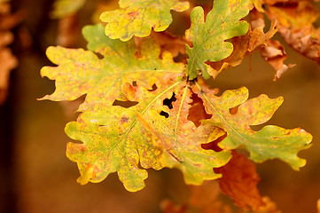 Image showing Autumn leaves