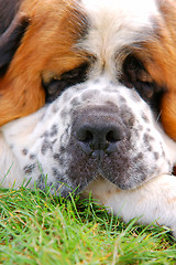 Image showing Dog lying on grass