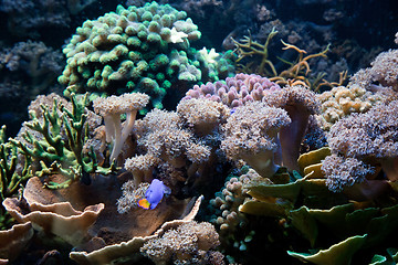 Image showing Underwater life, Fish, coral reef