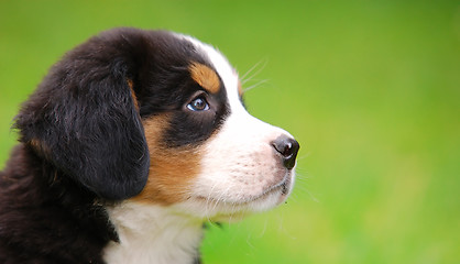 Image showing Portrait of Bernese mountain dog