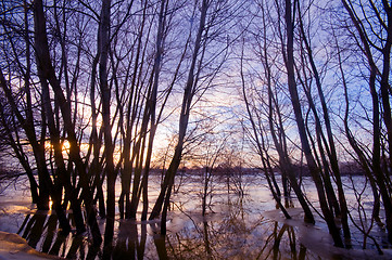 Image showing Trees in water, sunset sunset