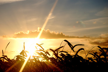 Image showing Sunset field scenery