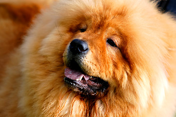 Image showing Portrait of beautiful dog 