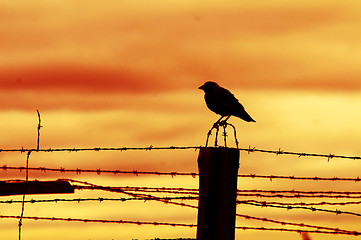 Image showing Bird sitting on prison fence