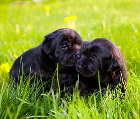 Image showing Two dogs, puppies on the grass