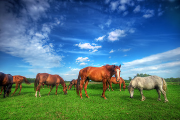 Image showing Wild horses on the field