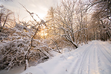 Image showing Winter white forest