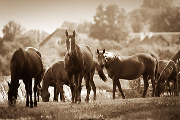 Image showing Horses on the field