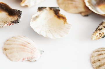 Image showing Sea shells isolated