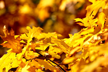 Image showing Autumn leaves