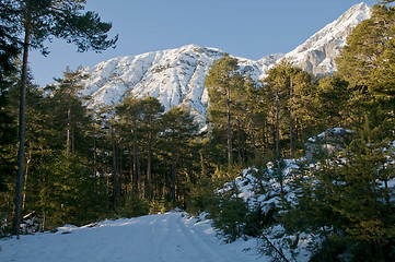 Image showing Winter forest with mountains