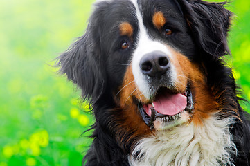 Image showing Bernese Mountain Dog portrait