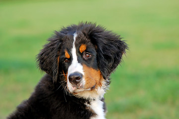 Image showing Portrait of puppy Bernese mountain dog 