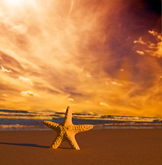 Image showing Starfish on the beach at sunset