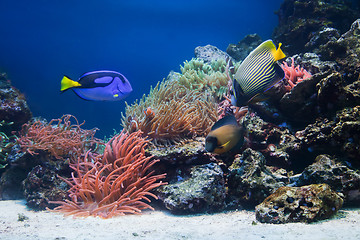 Image showing Underwater life, Fish, coral reef