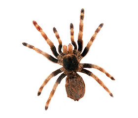 Image showing Big spider isolated