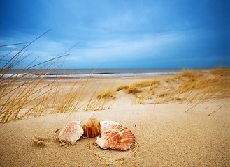 Image showing Shells on sand