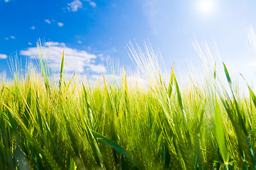 Image showing Wheat field. Agriculture