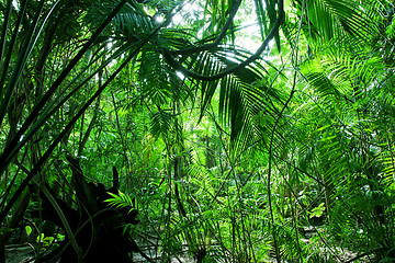 Image showing Tropical green forest