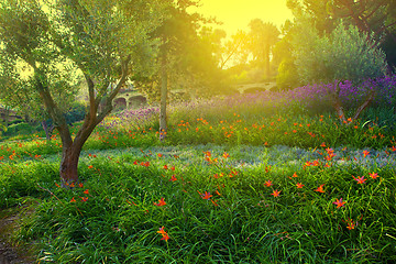 Image showing Colorful park with flowers