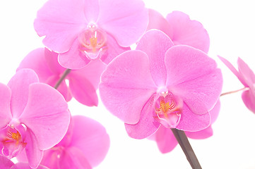 Image showing Orchid isolated