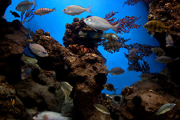 Image showing Underwater view, fish, coral reef