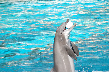 Image showing Dolphin plays