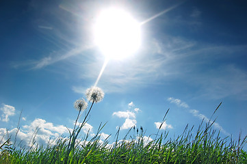 Image showing Fresh meadow background