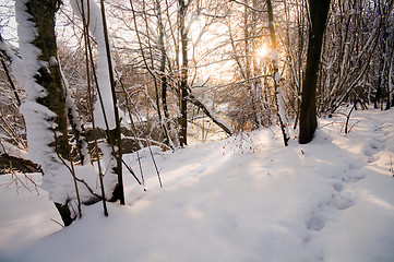 Image showing Winter white forest