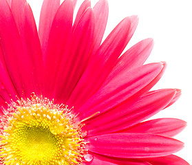 Image showing Flower closeup