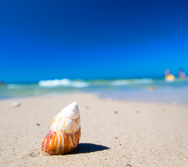 Image showing Sea shell on the beach