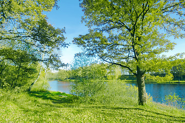 Image showing Green summer park