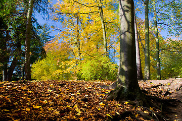 Image showing Colorful fall autumn park