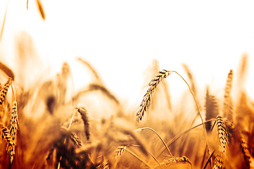 Image showing Wheat field 