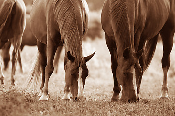 Image showing Horses on the field