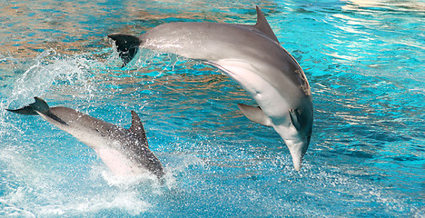 Image showing Dolphins show