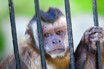 Image showing Monkey species Cebus Apella behind bars