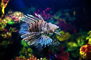 Image showing Underwater view, fish, coral reef