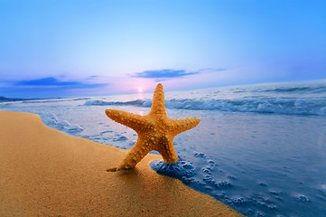 Image showing Starfish on the beach