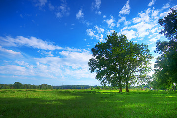 Image showing Tree on summer field