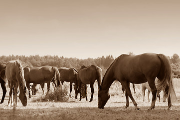 Image showing Horses on the field