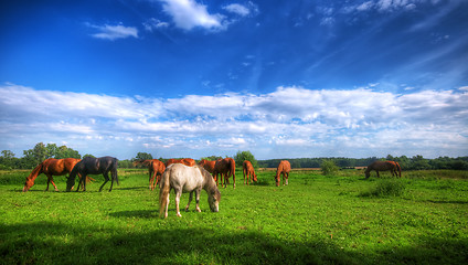 Image showing Wild horses on the field