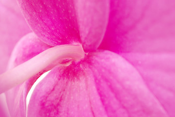 Image showing Close-up of orchid